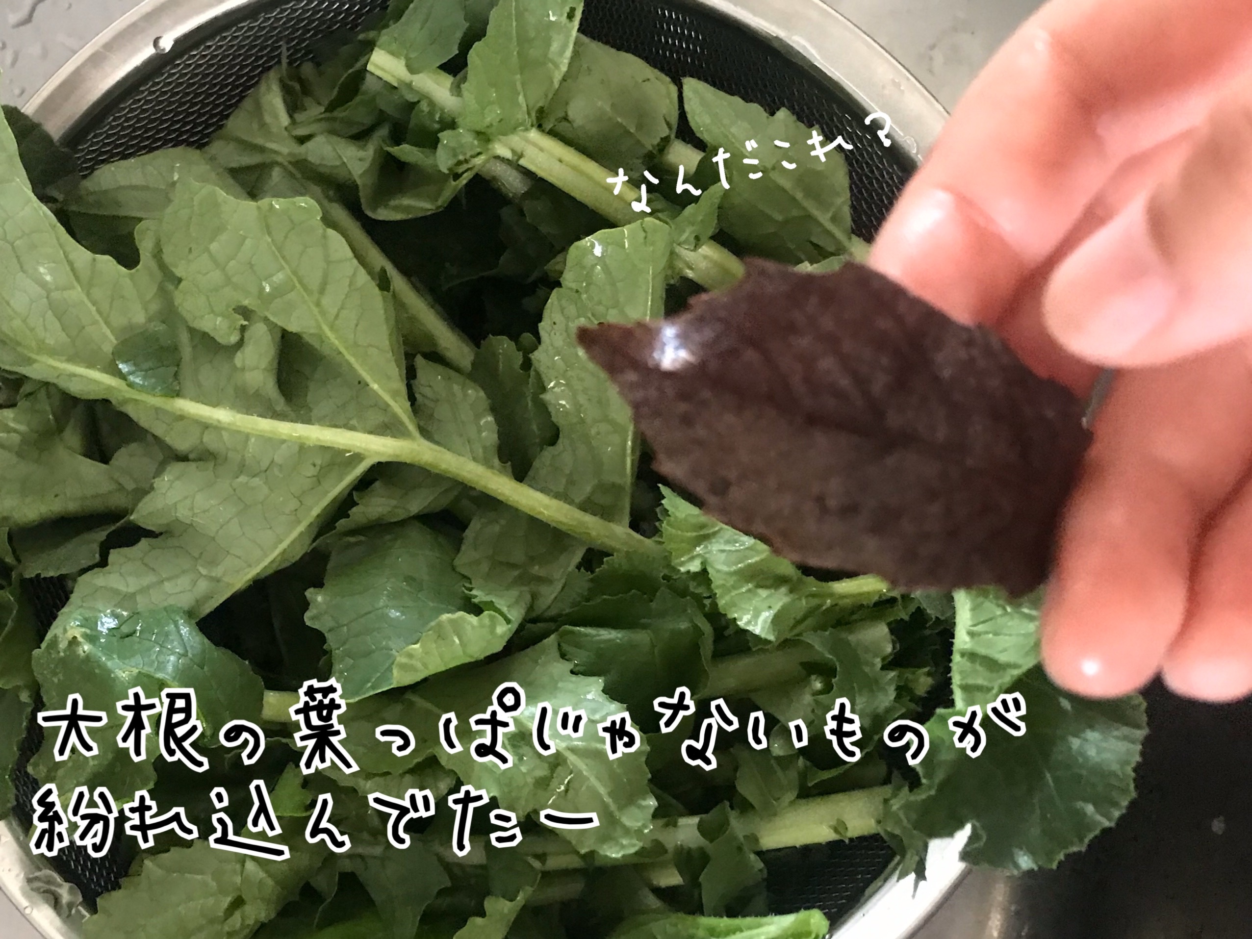 大根の葉レシピ